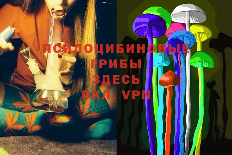 Псилоцибиновые грибы Psilocybe  Вихоревка 